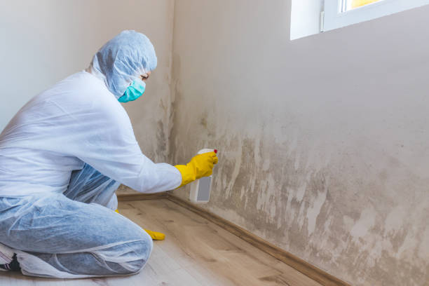 Licensed Attic Mold Removal service in Afton, MN - WQB Mold Removal